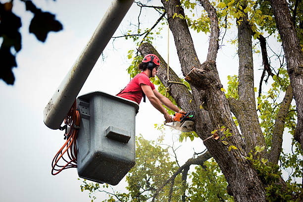 Best Arborist Services Near Me  in USA